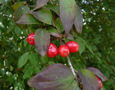 Fruits d'abord verts puis devenant jaunâtres puis rouge orangés à maturité; en forme de drupes ovoïdes, leur taille peut dépasser 1 cm 1 cm. Agrandir dans une nouvelle fenêtre (ou onglet)