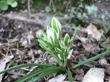 Fleur en train de s'ouvrir. Agrandir dans une nouvelle fenêtre (ou onglet)