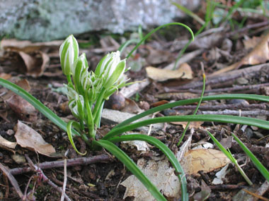 Fleur en train de s'ouvrir. Agrandir dans une nouvelle fenêtre (ou onglet)