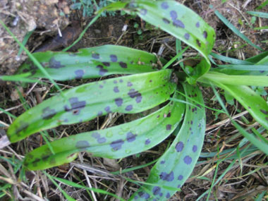 Feuilles lancéolées fréquemment tachetées de noir. Agrandir dans une nouvelle fenêtre (ou onglet)