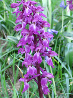 Nombreuses fleurs roses, purpurines, voire violettes regroupées en épis. Agrandir dans une nouvelle fenêtre (ou onglet)