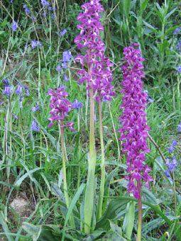 Nombreuses fleurs roses, purpurines, voire violettes regroupées en épis. Agrandir dans une nouvelle fenêtre (ou onglet)