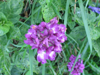 Nombreuses fleurs roses, purpurines, voire violettes regroupées en épis. Agrandir dans une nouvelle fenêtre (ou onglet)