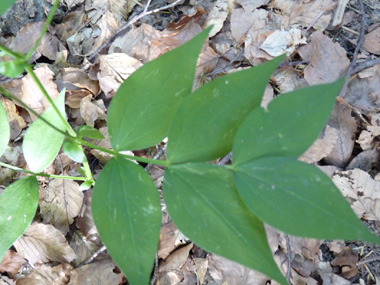 Feuilles composées de 4 à 8 folioles lancéolées ou ovales atteignant 7 centimètres de longueur. Présence de stipules plus courtes que le pétiole. Agrandir dans une nouvelle fenêtre (ou onglet)