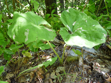 Larges feuilles basilaires pétiolées et grossièrement dentées formant un polygone atteignant parfois 20 centimètres de large. La base du limbe est anguleuse et ses lobes ne se superposent pas. Le verso des feuilles est blanc et doux comme du feutre. Agrandir dans une nouvelle fenêtre (ou onglet)