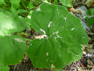 Larges feuilles basilaires pétiolées et grossièrement dentées formant un polygone atteignant parfois 20 centimètres de large. La base du limbe est anguleuse et ses lobes ne se superposent pas. Le verso des feuilles est blanc et doux comme du feutre. Agrandir dans une nouvelle fenêtre (ou onglet)