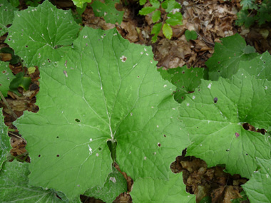 Larges feuilles basilaires pétiolées et grossièrement dentées formant un polygone atteignant parfois 20 centimètres de large. La base du limbe est anguleuse et ses lobes ne se superposent pas. Le verso des feuilles est blanc et doux comme du feutre. Agrandir dans une nouvelle fenêtre (ou onglet)