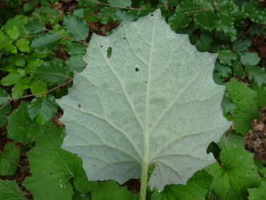 Le verso des feuilles est blanc et doux comme du feutre. Agrandir dans une nouvelle fenêtre (ou onglet)