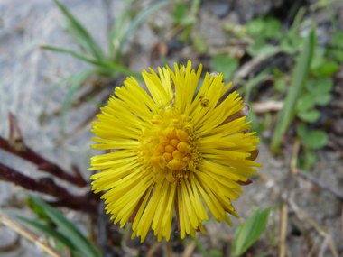 Fleurs jaunes formant un capitule solitaire de 1,5 centimètre de diamètre. Agrandir dans une nouvelle fenêtre (ou onglet)