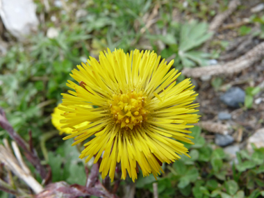 Fleurs jaunes formant un capitule solitaire de 1,5 centimètre de diamètre. Agrandir dans une nouvelle fenêtre (ou onglet)