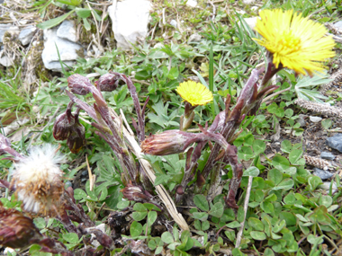 Agrandir dans une nouvelle fenêtre (ou onglet)