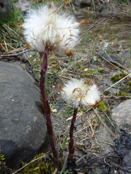 Le verso des feuilles est blanc et doux comme du feutre. Agrandir dans une nouvelle fenêtre (ou onglet)