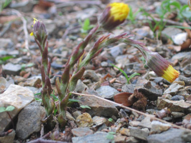 Fleurs jaunes formant un capitule solitaire de 1,5 centimètre de diamètre. Agrandir dans une nouvelle fenêtre (ou onglet)