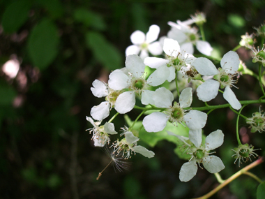 Petites fleurs blanches odorantes groupées en grappes. Agrandir dans une nouvelle fenêtre (ou onglet)