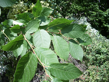 Feuilles ovales, alternes de 5-10 cm de long. Finement dentées, leur pétiole présente 2 glandes au départ du limbe. Agrandir dans une nouvelle fenêtre (ou onglet)