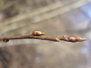 Bourgeons pointus plutôt appliqués contre le rameau.  Agrandir dans une nouvelle fenêtre (ou onglet)