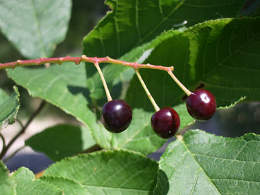 Petits (de la taille d'un pois) fruits (drupes) noirs à maturité.  Agrandir dans une nouvelle fenêtre (ou onglet)