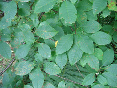 Feuilles ovales, alternes de 5-10 cm de long. Finement dentées, leur pétiole présente 2 glandes au départ du limbe. Agrandir dans une nouvelle fenêtre (ou onglet)