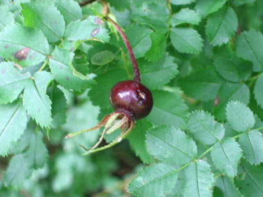 Fruits rouges ovoïdes d'environ 1 cm de longueur. Agrandir dans une nouvelle fenêtre (ou onglet)