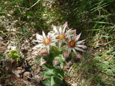 Petites (environ 1 cm de diamètre) fleurs roses regroupées en une panicule. Agrandir dans une nouvelle fenêtre (ou onglet)