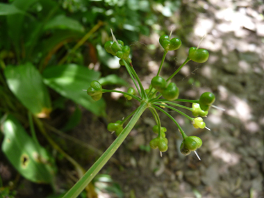 Fruits de la taille d'un petit pois. Agrandir dans une nouvelle fenêtre (ou onglet)