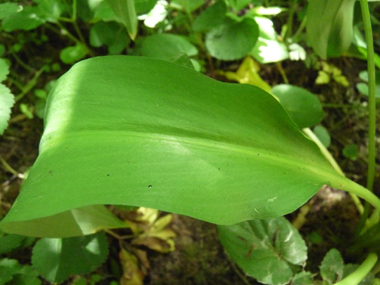 Ressemblant à celles du muguet, les feuilles sont larges, longuement pétiolées et dotées de nervures convergentes. Agrandir dans une nouvelle fenêtre (ou onglet)