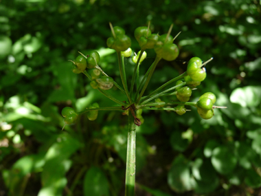 Fruits de la taille d'un petit pois. Agrandir dans une nouvelle fenêtre (ou onglet)