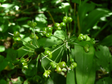 Fruits de la taille d'un petit pois. Agrandir dans une nouvelle fenêtre (ou onglet)