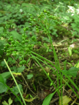 Fruits de la taille d'un petit pois. Agrandir dans une nouvelle fenêtre (ou onglet)