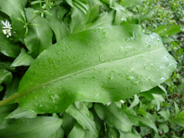 Ressemblant à celles du muguet, les feuilles sont larges, longuement pétiolées et dotées de nervures convergentes. Agrandir dans une nouvelle fenêtre (ou onglet)