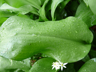 Ressemblant à celles du muguet, les feuilles sont larges, longuement pétiolées et dotées de nervures convergentes. Agrandir dans une nouvelle fenêtre (ou onglet)