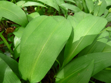 Ressemblant à celles du muguet, les feuilles sont larges, longuement pétiolées et dotées de nervures convergentes. Agrandir dans une nouvelle fenêtre (ou onglet)