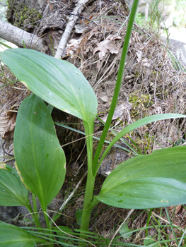 Ressemblant à celles du muguet, les feuilles sont larges, longuement pétiolées et dotées de nervures convergentes. Agrandir dans une nouvelle fenêtre (ou onglet)