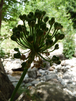 Fruits de la taille d'un petit pois. Agrandir dans une nouvelle fenêtre (ou onglet)