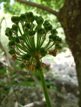 Fruits de la taille d'un petit pois. Agrandir dans une nouvelle fenêtre (ou onglet)