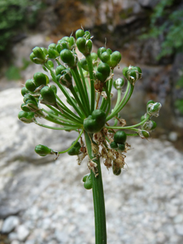 Fruits de la taille d'un petit pois. Agrandir dans une nouvelle fenêtre (ou onglet)