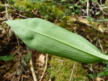 Verso des feuilles. Agrandir dans une nouvelle fenêtre (ou onglet)