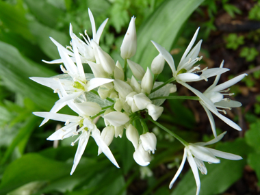 Fleurs très blanches à six sépales en fausse ombrelle. Agrandir dans une nouvelle fenêtre (ou onglet)