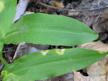 Ressemblant à celles du muguet, les feuilles sont larges, longuement pétiolées et dotées de nervures convergentes. Agrandir dans une nouvelle fenêtre (ou onglet)