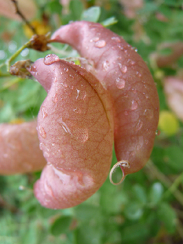 Fruits caractéristiques en forme de vessie. Agrandir dans une nouvelle fenêtre (ou onglet)