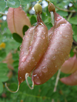 Fruits caractéristiques en forme de vessie. Agrandir dans une nouvelle fenêtre (ou onglet)