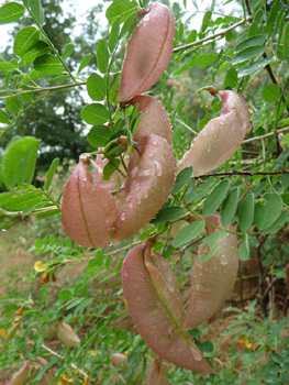 Fruits caractéristiques en forme de vessie. Agrandir dans une nouvelle fenêtre (ou onglet)