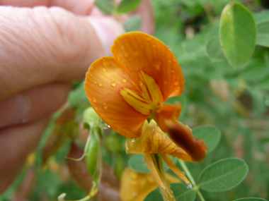 Fleurs jaune orange de 2 cm de long et veinées de brun. Agrandir dans une nouvelle fenêtre ou onglet)