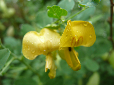 Fleurs jaune orange de 2 cm de long et veinées de brun. Agrandir dans une nouvelle fenêtre ou onglet)