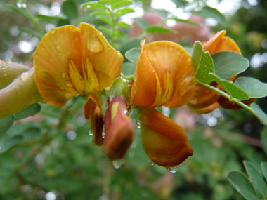 Fleurs jaune orange de 2 cm de long et veinées de brun. Agrandir dans une nouvelle fenêtre ou onglet)