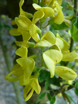 Fleurs jaune orange de 2 cm de long et veinées de brun. Agrandir dans une nouvelle fenêtre ou onglet)