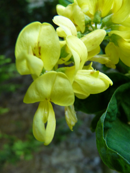 Fleurs jaune orange de 2 cm de long et veinées de brun. Agrandir dans une nouvelle fenêtre ou onglet)