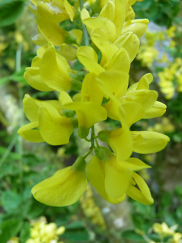 Fleurs jaune orange de 2 cm de long et veinées de brun. Agrandir dans une nouvelle fenêtre ou onglet)