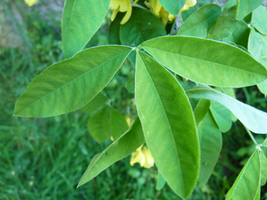 Feuilles caduques imparipennées comportant de sept à treize folioles ovales. Agrandir dans une nouvelle fenêtre (ou onglet)