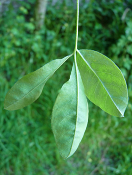 Face inférieure des feuilles. Agrandir dans une nouvelle fenêtre (ou onglet)